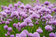 Chives, Best Chives, Garlic Chives, Planting Chives, Growing Chives, Harvesting Chives, Allium schoenoprasum, Allium tuberosum